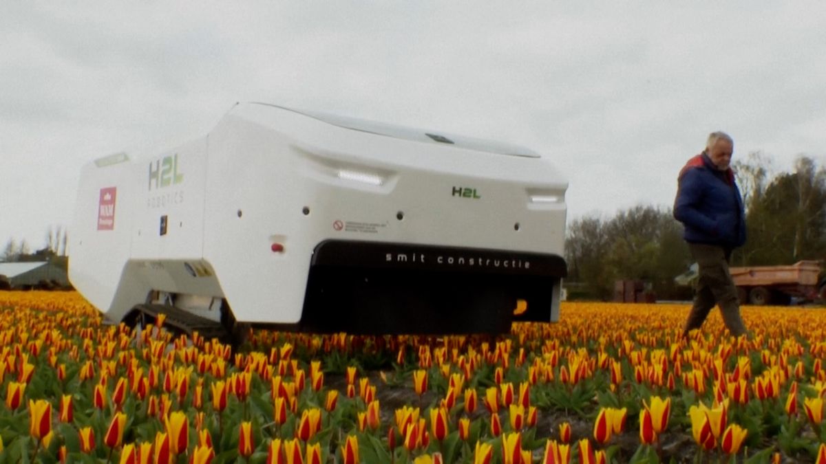 Robot s umělou inteligencí kontroluje zdraví tulipánů z Nizozemska